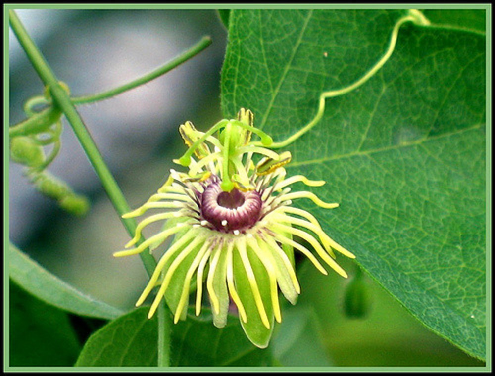 passiflora_lutea_3